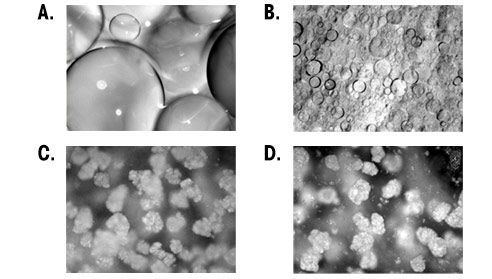 What Is the Purpose of Particle Size Distribution?