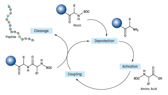 Solid Phase Parallel Synthesis