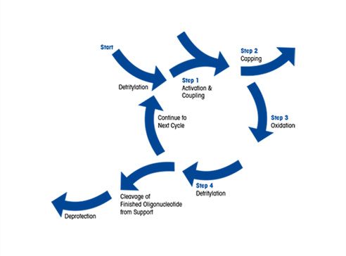 Oligonucleotide Synthesis Types